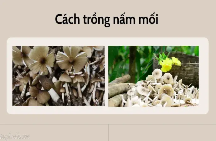 Cách trồng nấm mối hiệu quả cho thu hoạch quanh năm