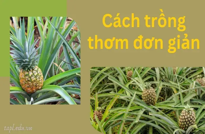 Cách trồng thơm (dứa) từ A đến Z để cây ra quả ngọt và đẹp