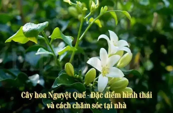 Cây hoa Nguyệt Quế - Đặc điểm hình thái và cách chăm sóc tại nhà