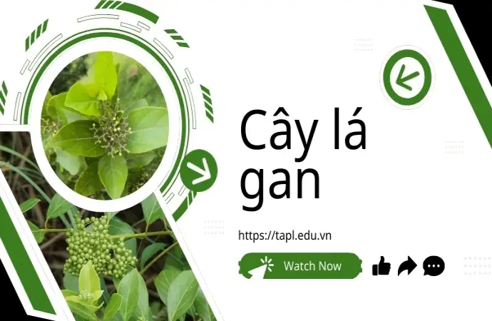 Cây lá gan - Một phần không thể thiếu trong y học dân gian