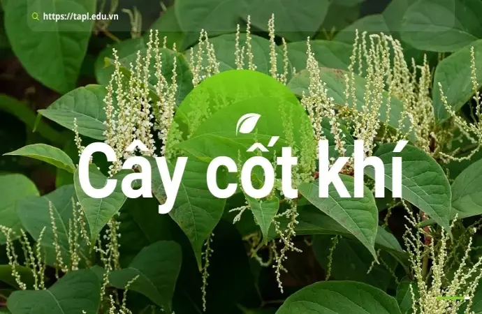 Cây cốt khí là gì? Tác dụng và lợi ích đối với cơ thể