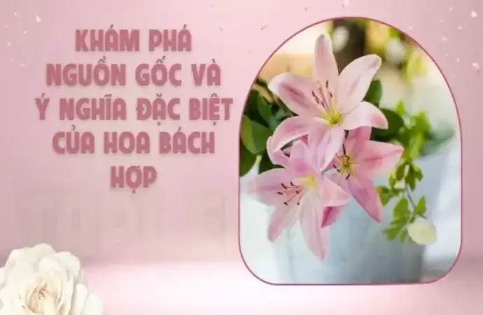 Khám phá nguồn gốc và ý nghĩa đặc biệt của hoa Bách Hợp