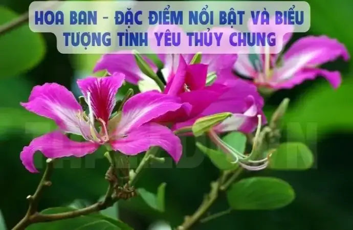 Hoa Ban - Đặc điểm nổi bật và biểu tượng tình yêu thủy chung