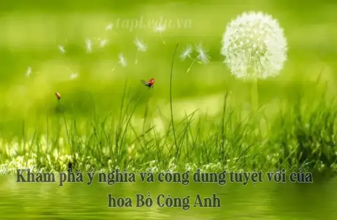 Khám phá ý nghĩa và công dụng tuyệt vời của hoa Bồ Công Anh