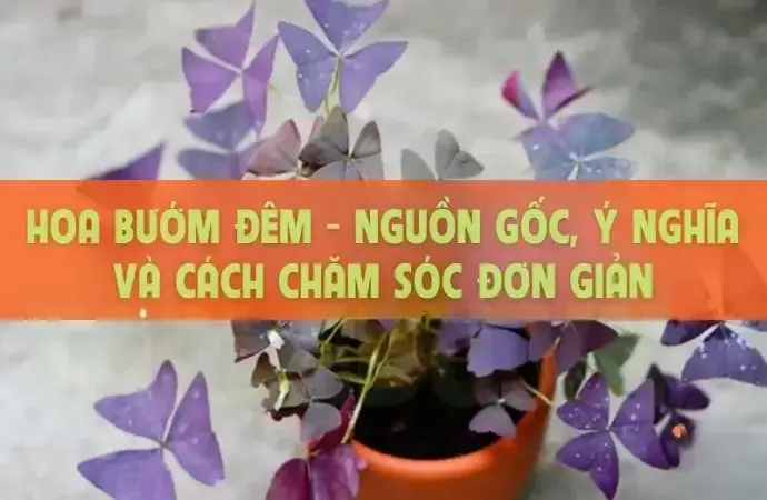 Hoa Bướm Đêm - Nguồn gốc, ý nghĩa và cách chăm sóc đơn giản