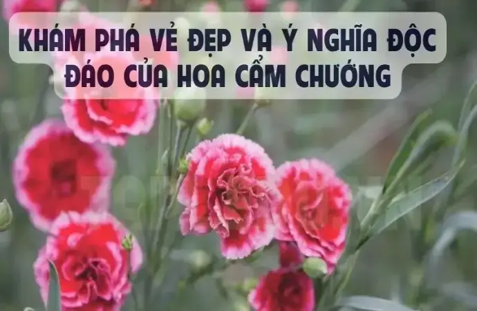 Khám phá vẻ đẹp và ý nghĩa độc đáo của hoa Cẩm Chướng