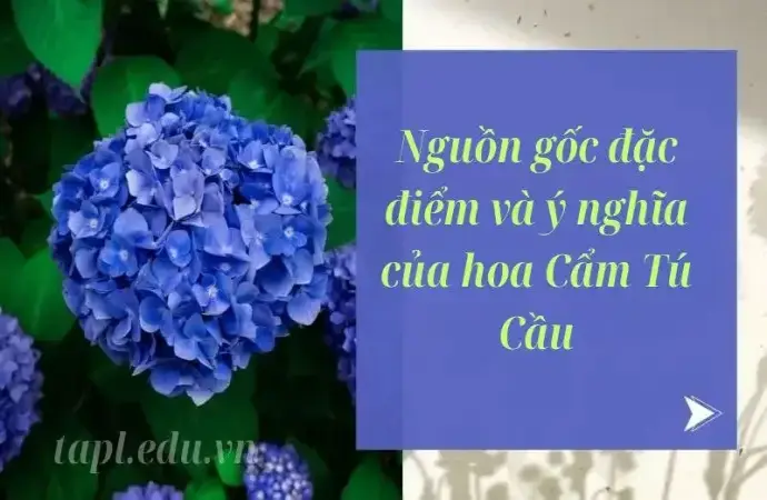 Nguồn gốc đặc điểm và ý nghĩa của hoa Cẩm Tú Cầu