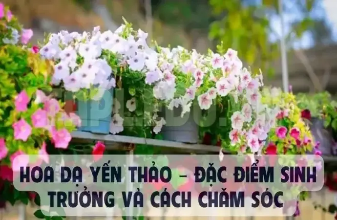 Hoa Dạ Yến Thảo – Đặc điểm sinh trưởng và cách chăm sóc