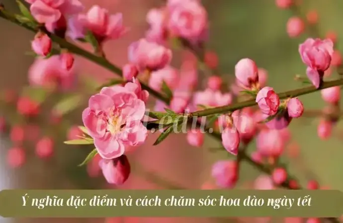 Ý nghĩa đặc điểm và cách chăm sóc hoa đào ngày tết