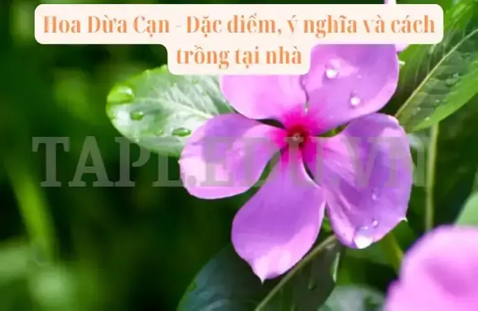 Hoa Dừa Cạn - Đặc điểm, ý nghĩa và cách trồng tại nhà