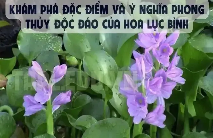 Khám phá đặc điểm và ý nghĩa phong thủy độc đáo của hoa Lục Bình