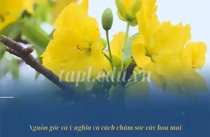 Nguồn gốc và ý nghĩa và cách chăm sóc cây hoa mai