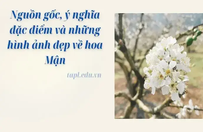 Nguồn gốc, ý nghĩa đặc điểm và những hình ảnh đẹp về hoa Mận