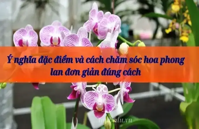 Ý nghĩa đặc điểm và cách chăm sóc hoa phong lan đơn giản đúng cách