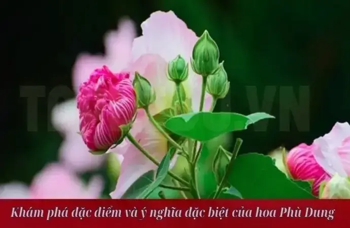 Khám phá đặc điểm và ý nghĩa đặc biệt của hoa Phù Dung