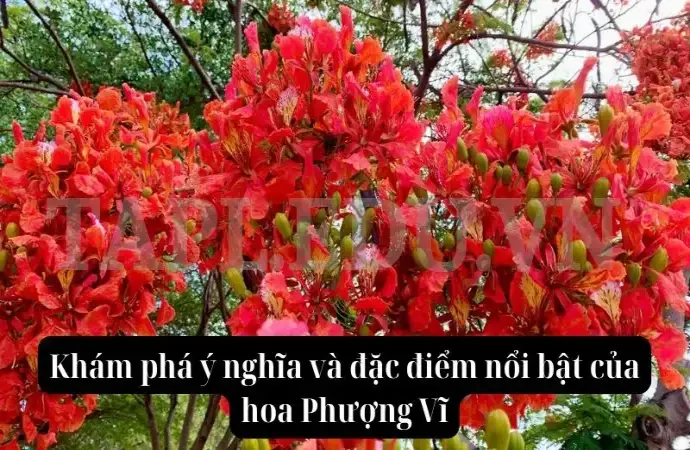 Khám phá ý nghĩa và đặc điểm nổi bật của hoa Phượng Vĩ