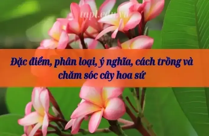 Đặc điểm, phân loại, ý nghĩa, cách trồng và chăm sóc cây hoa sứ