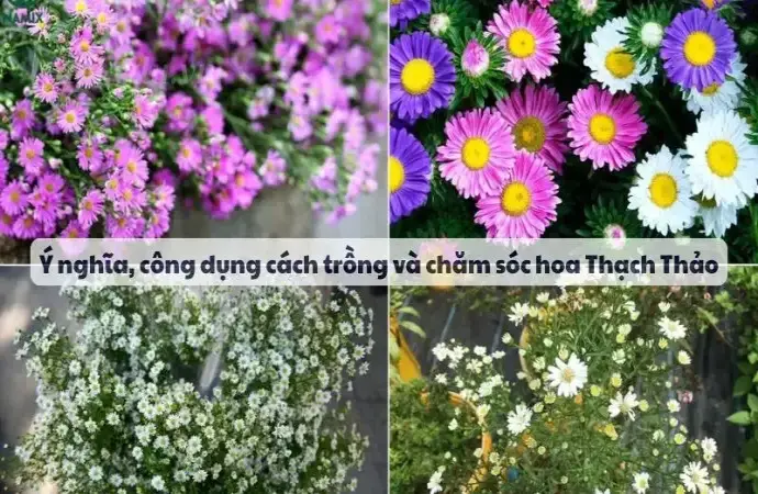 Ý nghĩa, công dụng cách trồng và chăm sóc hoa Thạch Thảo