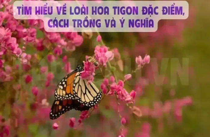 Tìm hiểu về loài hoa Tigon đặc điểm, cách trồng và ý nghĩa