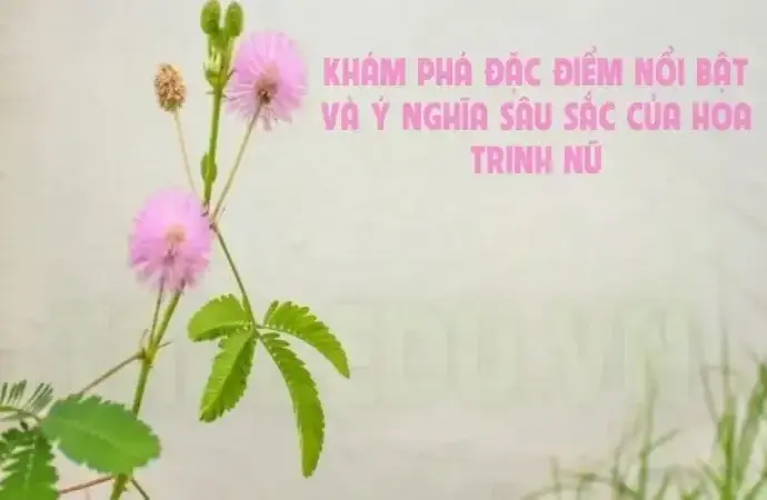 Khám phá đặc điểm nổi bật và ý nghĩa sâu sắc của hoa Trinh Nữ