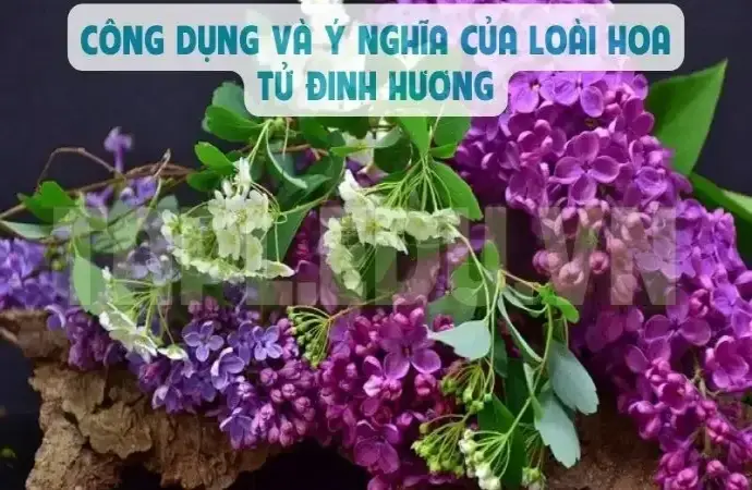 Công dụng và ý nghĩa của loài hoa Tử Đinh Hương