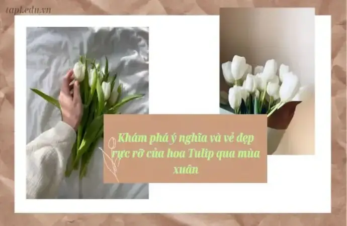 Khám phá ý nghĩa và vẻ đẹp rực rỡ của hoa Tulip qua mùa xuân