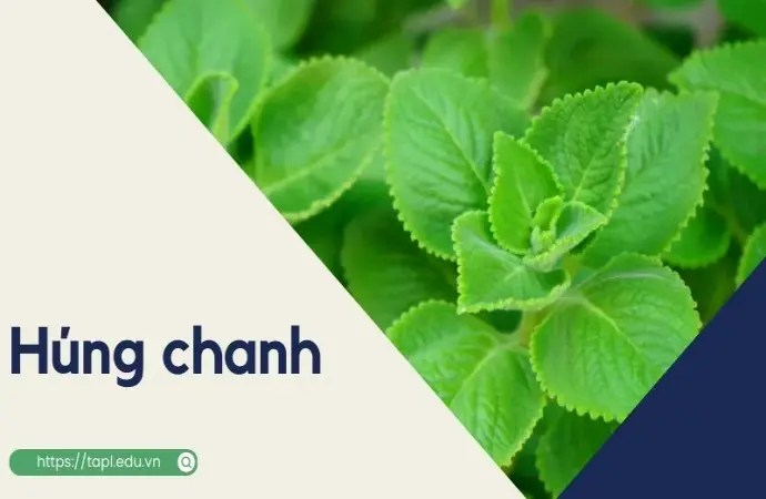 Tác dụng của húng chanh trong chữa bệnh và làm đẹp