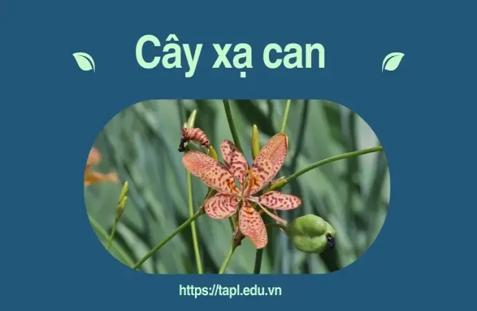 Các bài thuốc dân gian từ cây xạ can mà bạn nên biết