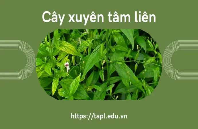 Xuyên tâm liên - Thảo dược quý giá trong y học cổ truyền