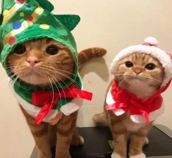 Ảnh avatar Noel dễ thương, tạo không khí lễ hội trên mạng xã hội