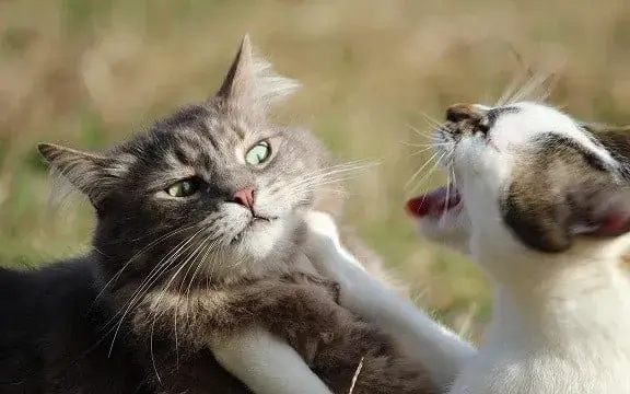 Ảnh đánh meme: Tổng hợp những hình ảnh hài hước và cực kỳ thú vị