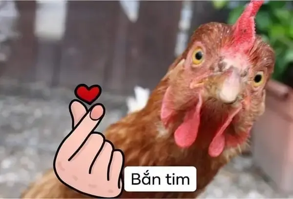 Cười té ghế với loạt ảnh thả tim meme cực dễ thương