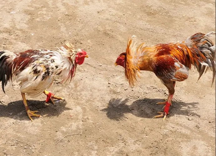 Đá gà Campuchia tại 8DAY – Mãn nhãn từng cú ra đòn