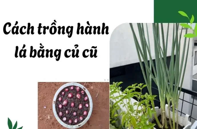 Cách trồng hành lá bằng củ cũ - Bí quyết cực đơn giản
