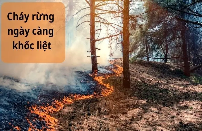 Tái tạo rừng thách thức lớn trước biến đổi khí hậu hiện nay