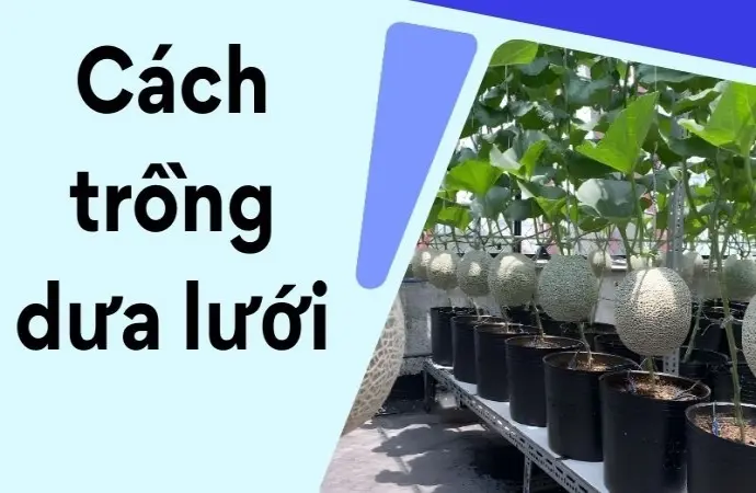 Cách trồng dưa lưới chuẩn kỹ thuật cho người mới bắt đầu