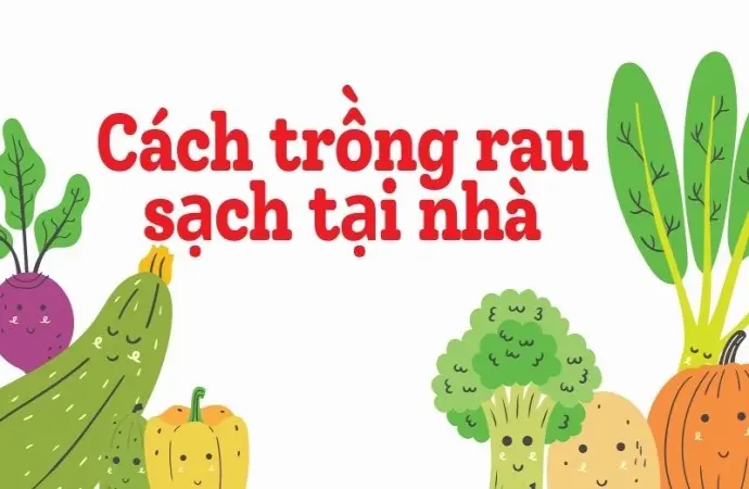 Cách trồng rau sạch tại nhà siêu tiết kiệm cho người bận rộn