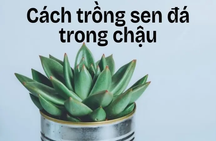 Cách trồng sen đá trong chậu nhỏ để trang trí nhà cửa