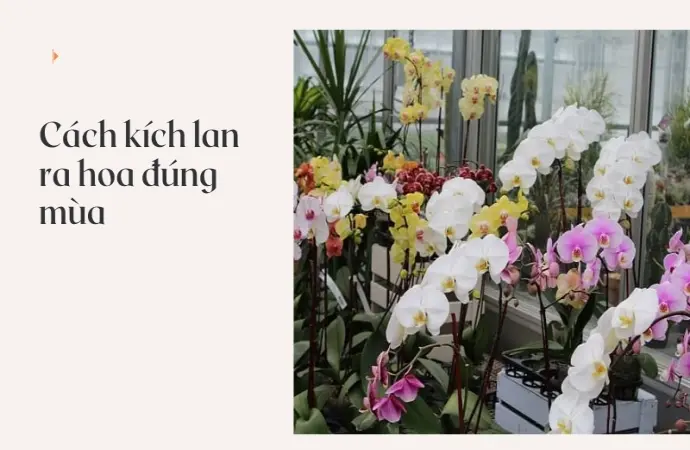 Bí quyết kích hoa lan nở đúng mùa với bông to rực rỡ