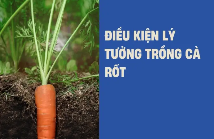 Bí quyết trồng cà rốt củ to đều và giòn ngọt tại nhà