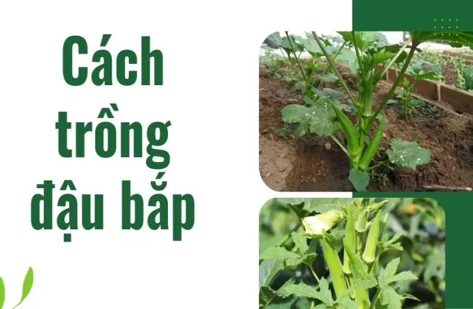 Cách trồng đậu bắp hiệu quả, phù hợp người bận rộn