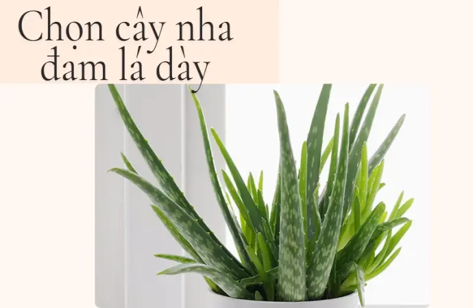 Hướng dẫn cách trồng nha đam tại nhà tươi tốt quanh năm