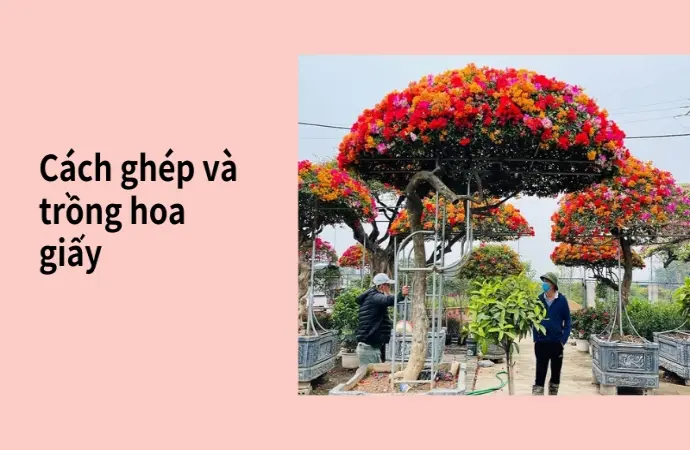 Mẹo cách trồng hoa giấy ngũ sắc nở hoa rực rỡ cực đơn giản