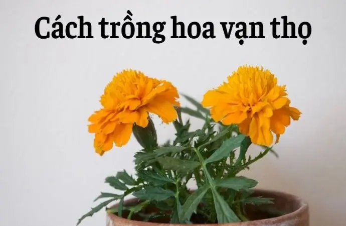 Cách trồng hoa vạn thọ nở đúng Tết cực kỳ đơn giản