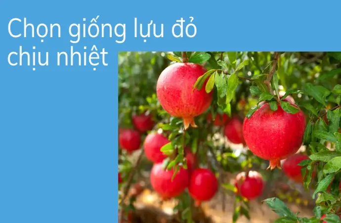 Mẹo hay bí quyết trồng lựu đỏ tại nhà sai quả cho người mới