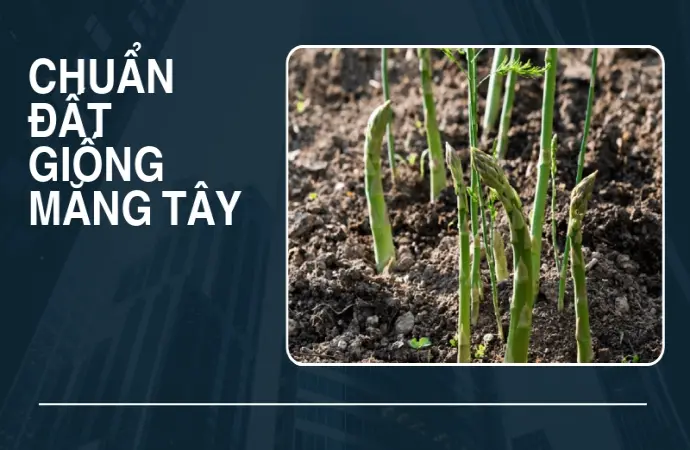 Trải nghiệm trồng măng tây- Thu lời lớn từ rau hoàng đế