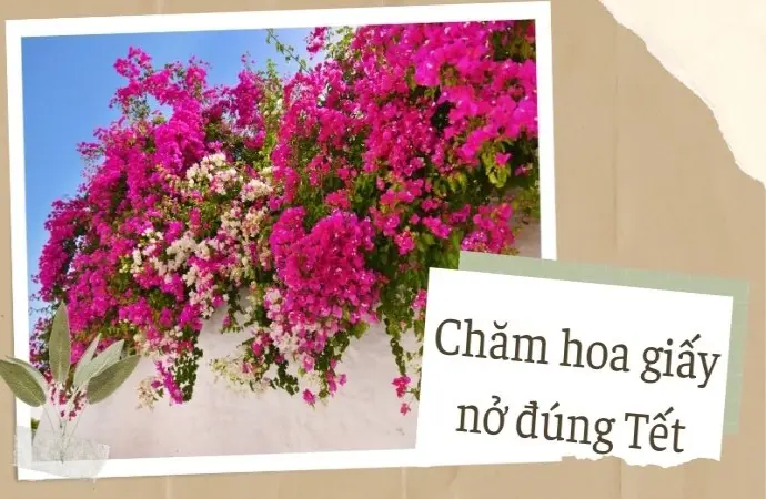 Chăm hoa giấy nở đúng Tết theo kinh nghiệm nhà vườn