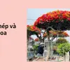 Mẹo cách trồng hoa giấy ngũ sắc nở hoa rực rỡ cực đơn giản
