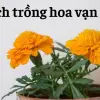 Cách trồng hoa vạn thọ nở đúng Tết cực kỳ đơn giản