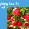 Mẹo hay bí quyết trồng lựu đỏ tại nhà sai quả cho người mới